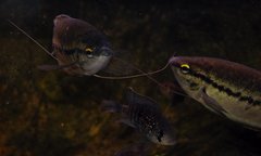 Snakeskin Gourami photo 1