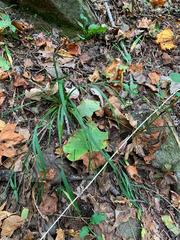 Sisyrinchium dichotomum