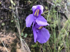 Utricularia reniformis