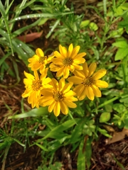 Verbesina parviflora