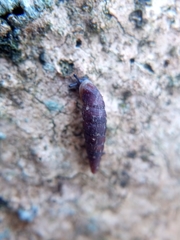 Clausilia