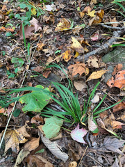 Sisyrinchium dichotomum