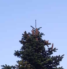 Abies cilicica