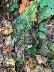 Sisyrinchium dichotomum