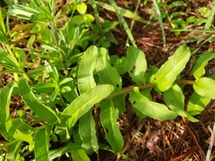 Verbesina parviflora