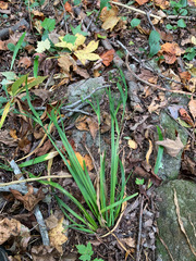 Sisyrinchium dichotomum