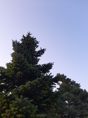 Abies cilicica