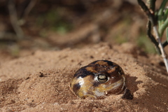 Breviceps namaquensis