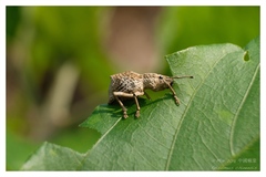 Episomus chinensis