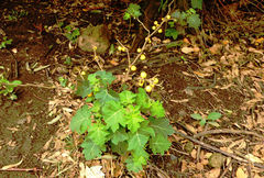 Solanum campylacanthum