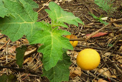 Solanum campylacanthum