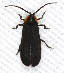 Eropterus trilineatus