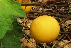Solanum campylacanthum