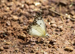 Belenois gidica gidica