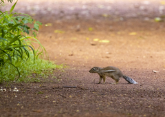 Euxerus erythropus