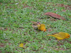 Sicalis flaveola flaveola