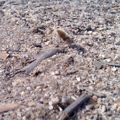 Ephutomorpha fulvocrinita