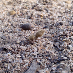 Ephutomorpha fulvocrinita