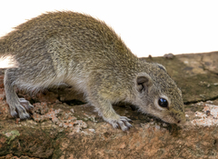 Heliosciurus gambianus