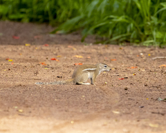Euxerus erythropus