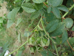 Rosa dimorpha