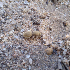 Ephutomorpha fulvocrinita