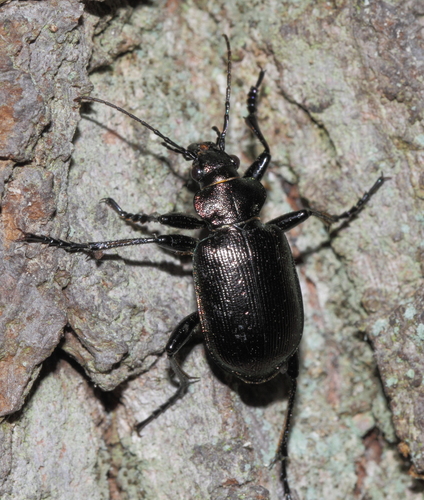 Lesser Searcher Beetle, photo 6 of 7
