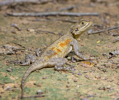 Agama agama