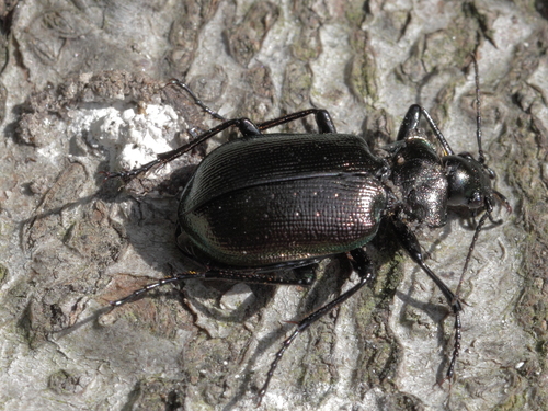 Lesser Searcher Beetle, photo 7 of 7