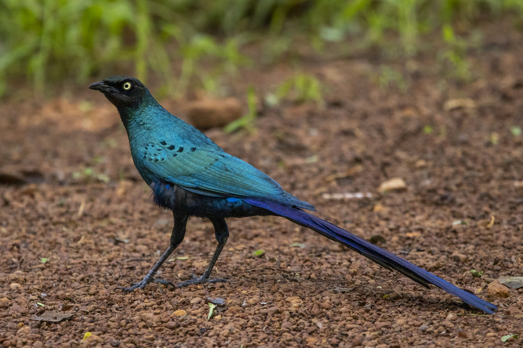 Long-tailed Starling photo