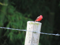Pyrocephalus rubinus piurae