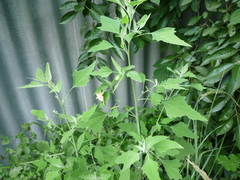 Chenopodium suecicum