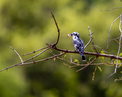 Ceryle rudis rudis