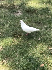 Columba livia domestica