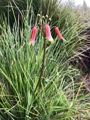 Alstroemeria isabellana