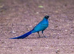 Lamprotornis caudatus