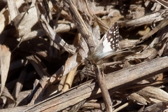 Heliopetes domicella