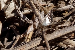 Heliopetes domicella