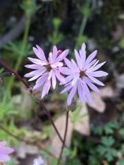 Lithophragma parviflorum