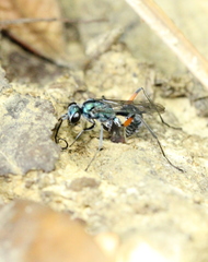 Auplopus blandus