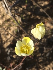Hesperomecon linearis