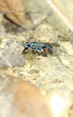 Auplopus blandus