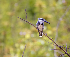 Ceryle rudis rudis