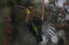 Nectarinia famosa famosa