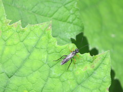 Tenthredo mandibularis