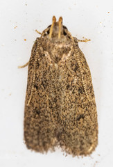 Glyphidocera juniperella