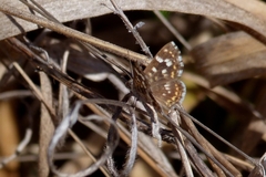 Aricoris hubrichi