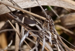 Aricoris hubrichi