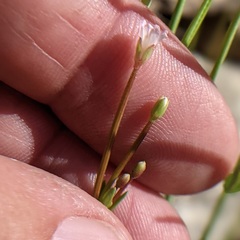 Epilobium glaberrimum glaberrimum
