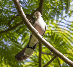 Streptopelia vinacea